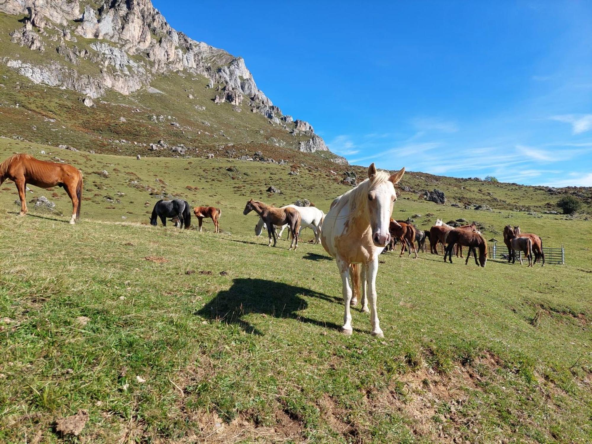פוטס Hosteria Picos De Europa מראה חיצוני תמונה